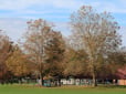 Autumn trees and playground in Gresham