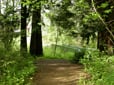 Path through trees in East Gresham Park