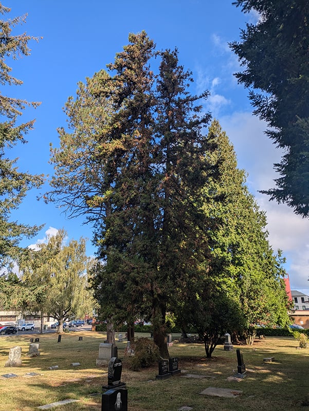 Miyo Iwakoshi Japanese Cedar at Cemetery