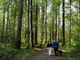 Photo of two people walking a dog on a trail surrounded by trees, in Nadaka Nature Park