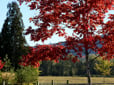 Photo of a group of trees with red leaves with a fence and lawn in the background
