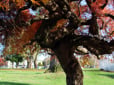 Photo of King Tree at the Gresham Arboretum