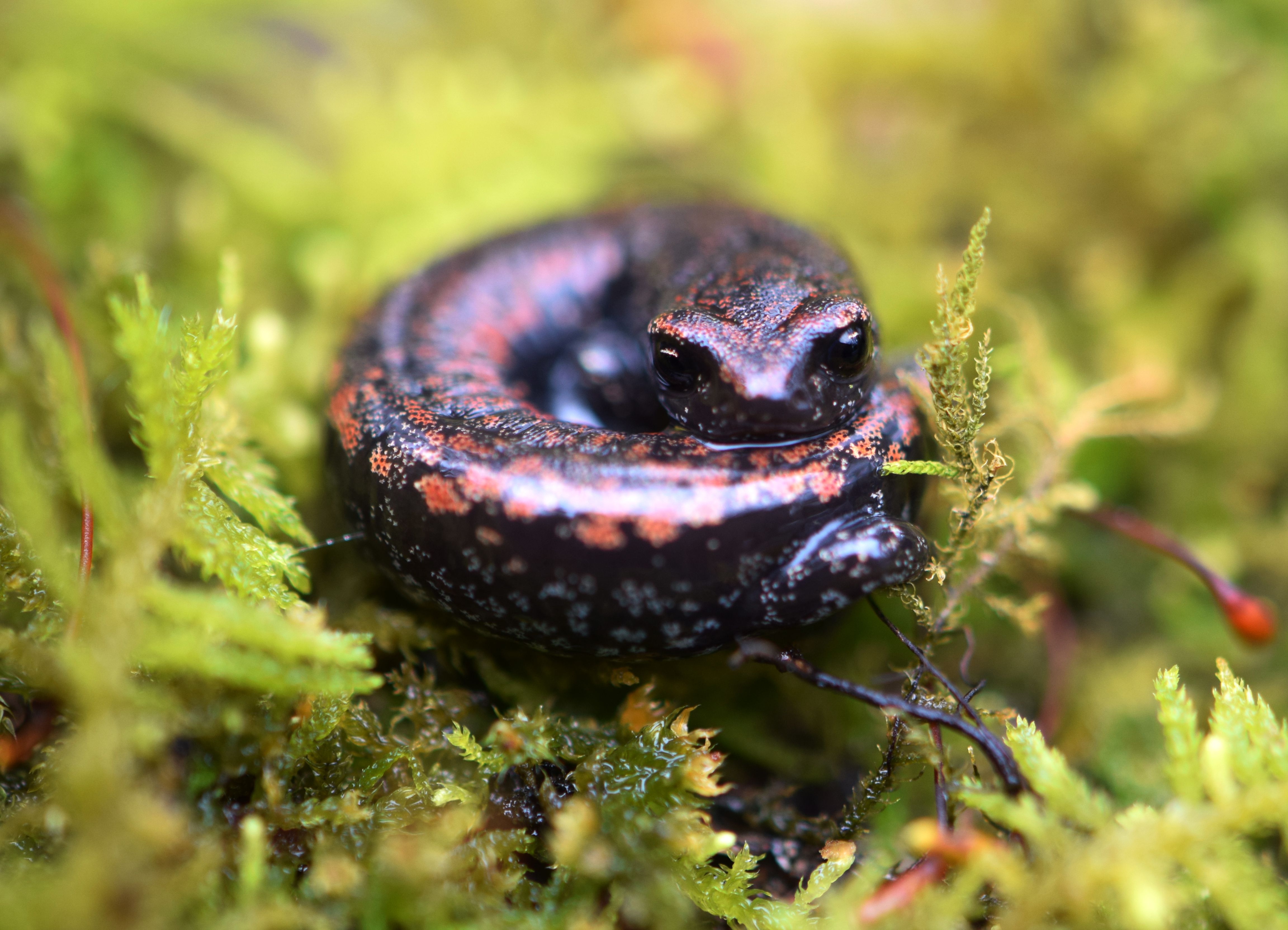 Oregon slender salamander 