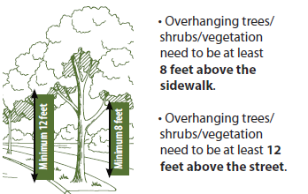 Picture showing measurements of 8 feet between tree limb and sidewalk and 12 feet between tree limb and street